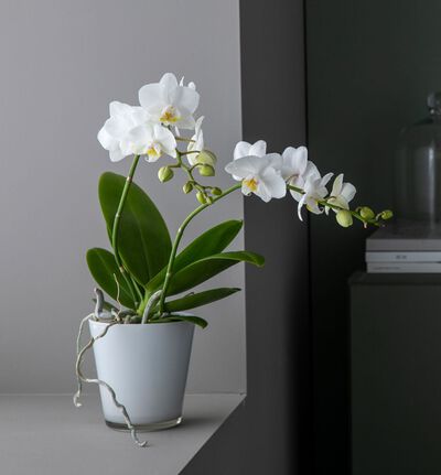Hvit midi orkidé i gavepose med bobler